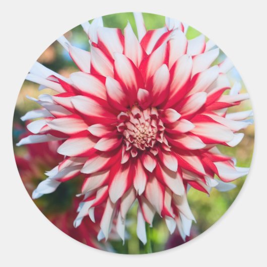 Peppermint Dahlia Sticker (Vorderseite)