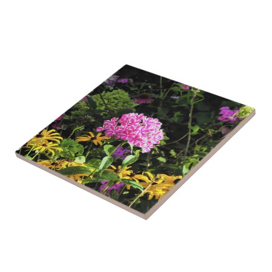 Peppermint Drehung Phlox im Blumengarten Fliese (Seite)