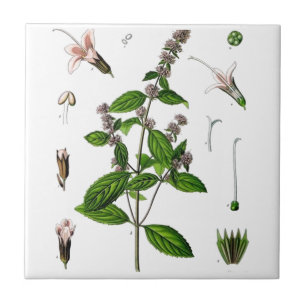 Peppermint Fliese