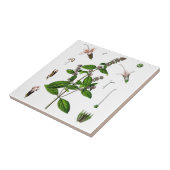 Peppermint Fliese (Seite)