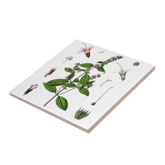 Peppermint Fliese (Seite)