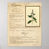PEPPERMINT MAGICK HERB POSTER (Vorne)