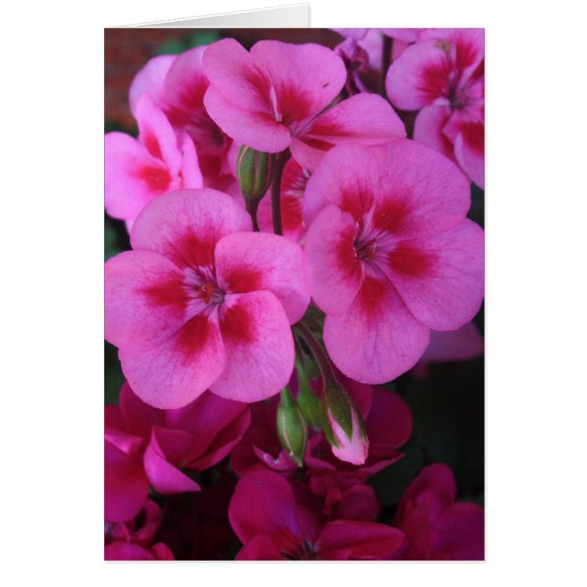 Peppermint Pink Geranium 2 (Vorne)