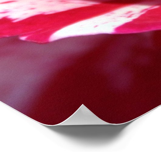 Peppermint-Rose Poster (Ecke)