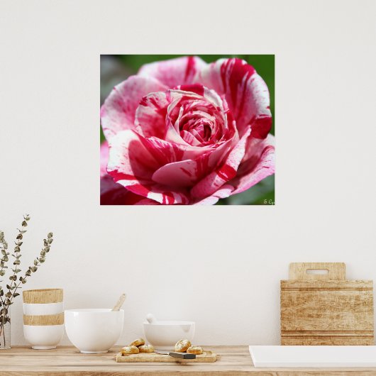 Peppermint-Rose Poster (Küche)