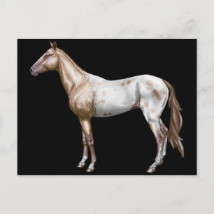 Perce Horse Postkarte