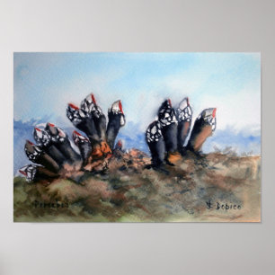 Percebes/Barnacles Poster