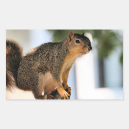 Perch Rechteckiger Aufkleber