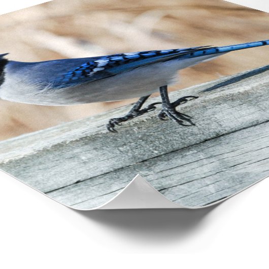 Perched Blue Jay Poster (Ecke)
