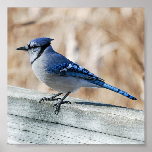 Perched Blue Jay Poster (Vorne)