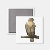 Perched Hawk Magnet (Vorderseite/Rückseite)