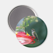 Perched Hummingbird Magnet (Vorderseite/Rückseite)