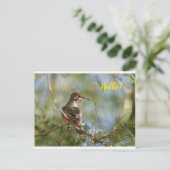 Perched Hummingbird Postcard Postkarte (Stehend Vorderseite)