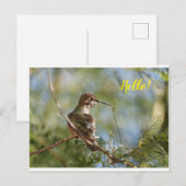 Perched Hummingbird Postcard Postkarte (Vorne/Hinten)
