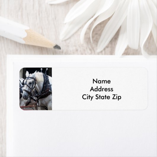 Percheron Draft Horse (Insitu)