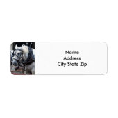 Percheron Draft Horse (Vorne)