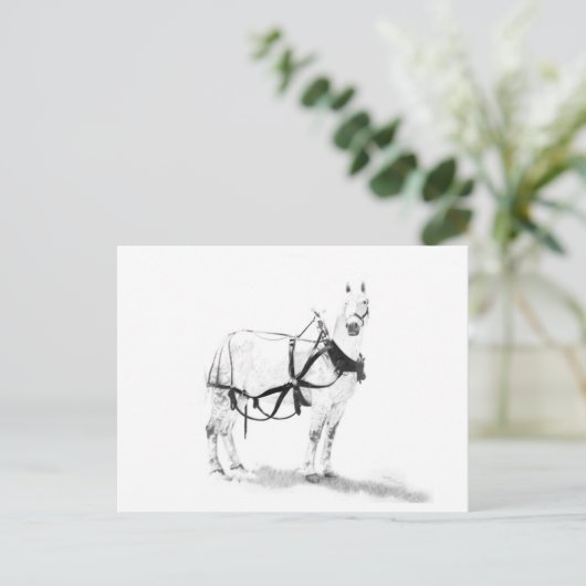 Percheron Draft Horse Equine Art Postcard Postkarte (Stehend Vorderseite)