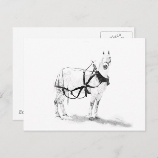 Percheron Draft Horse Equine Art Postcard Postkarte (Vorne/Hinten)