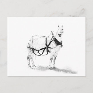 Percheron Draft Horse Equine Art Postcard Postkarte