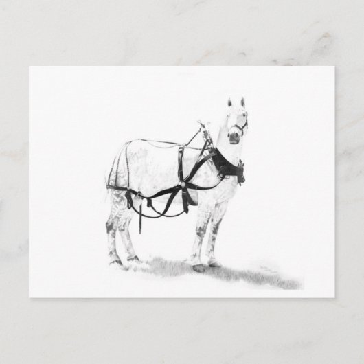 Percheron Draft Horse Equine Art Postcard Postkarte (Vorderseite)