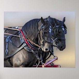 Percheron Draft Horse Work Team Poster