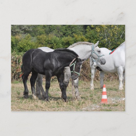 Percheron-Fohlen, schwarz und grau, Frankreich Postkarte (Vorderseite)