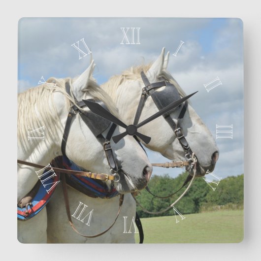 Percheron Pferde im Geschirr Quadratische Wanduhr (Vorderseite)