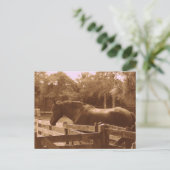 Percheron Postcard Postkarte (Stehend Vorderseite)