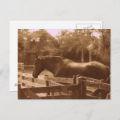 Percheron Postcard Postkarte (Vorne/Hinten)