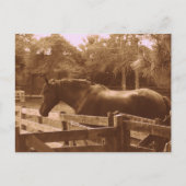 Percheron Postcard Postkarte (Vorderseite)