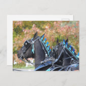 Percheron-Postkarte Postkarte (Vorne/Hinten)
