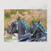 Percheron-Postkarte Postkarte (Vorderseite)