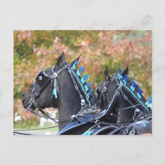 Percheron-Postkarte Postkarte (Vorderseite)