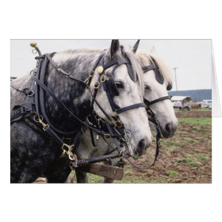 Percheron Tandem