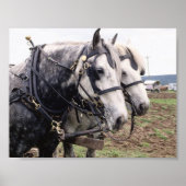 Percheron Tandem Poster (Vorne)