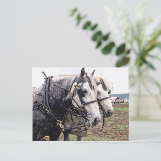 Percheron Tandem Postkarte (Stehend Vorderseite)