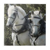 Percheron Team Fliese (Vorderseite)
