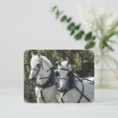 Percheron Team Postkarte (Stehend Vorderseite)