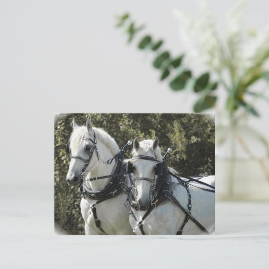 Percheron Team Postkarte (Stehend Vorderseite)
