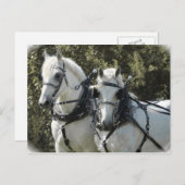Percheron Team Postkarte (Vorne/Hinten)