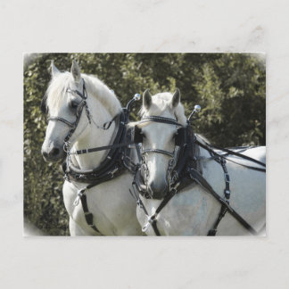 Percheron Team Postkarte