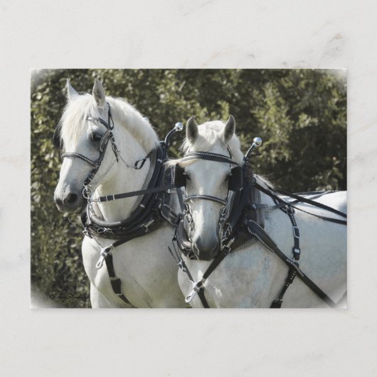 Percheron Team Postkarte (Vorderseite)