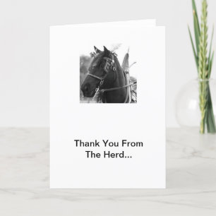 Percheron Thunder in Harness Vielen Dank Karten