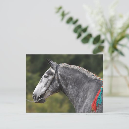 Percheron-Zugpferd Postkarte (Stehend Vorderseite)