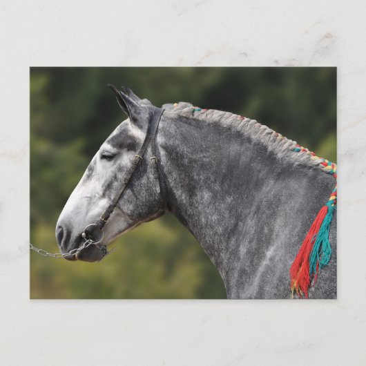 Percheron-Zugpferd Postkarte (Vorderseite)