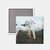 Percheronen wachsen sich gegenseitig magnet (Vorderseite/Rückseite)