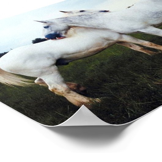 Percheronen wachsen sich gegenseitig poster (Ecke)