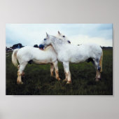 Percheronen wachsen sich gegenseitig poster (Vorne)