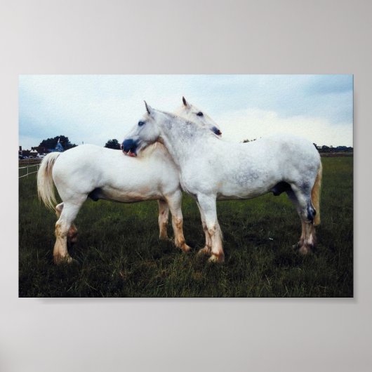 Percheronen wachsen sich gegenseitig poster (Vorne)