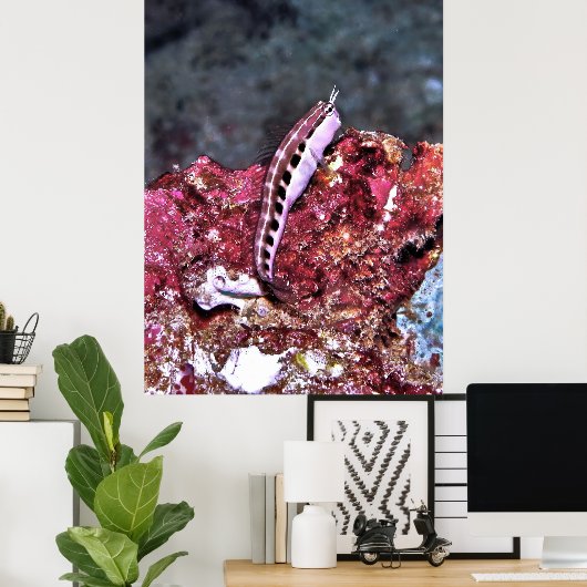 Perching Blenny Poster (Heimbüro)